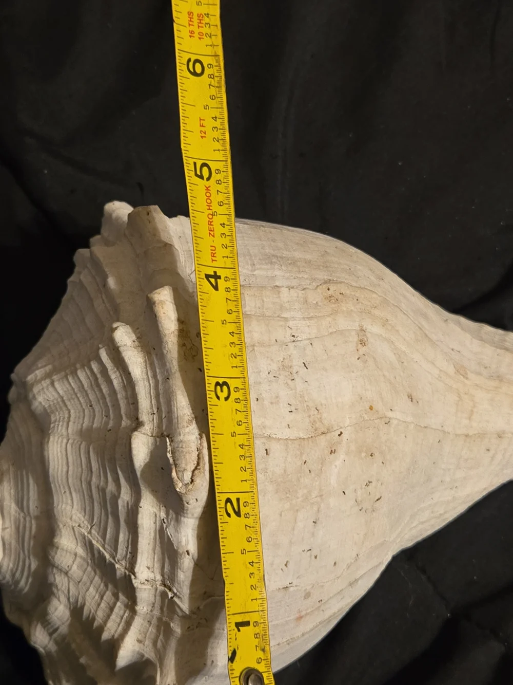 Natural Cream Shell Hide for Reptile Habitats - Decorative Terrarium Shelter